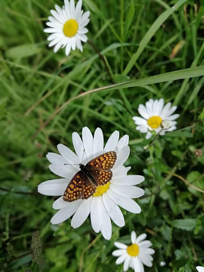 Ferienhof Oberer Gollmitzer Heiligenblut Bagian luar foto