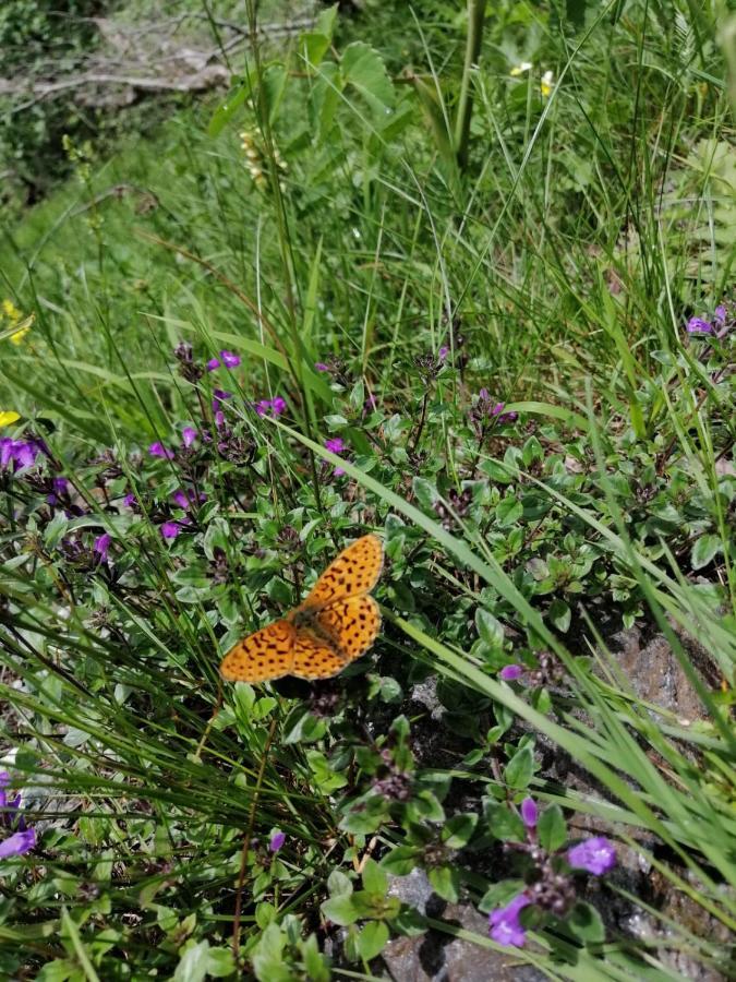 Ferienhof Oberer Gollmitzer Heiligenblut Bagian luar foto